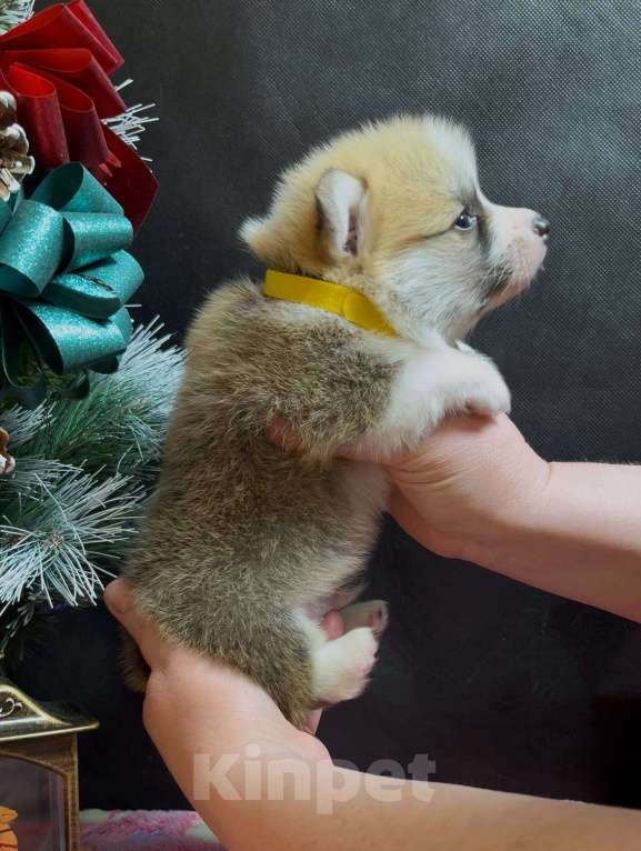 Собаки в других городах Московской области: Вельш корги пемброк чудесный мальчик  Мальчик, 60 000 руб. - фото 5