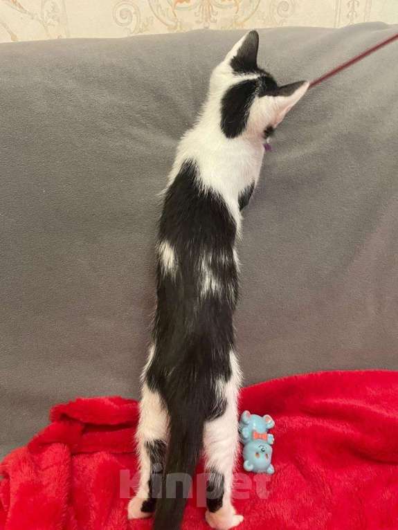 Кошки в Санкт-Петербурге: Фантастический малыш Кирюша Мальчик, Бесплатно - фото 7