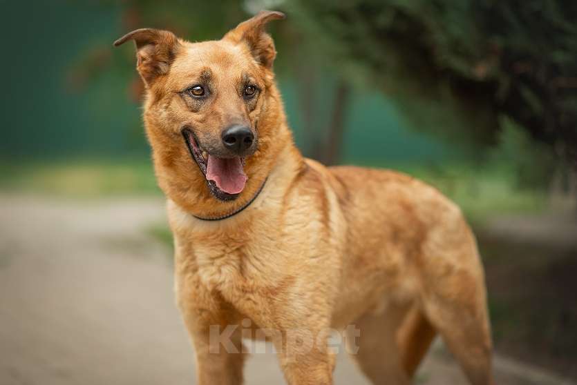 Собаки в Москве: Киоки Мальчик, Бесплатно - фото 4