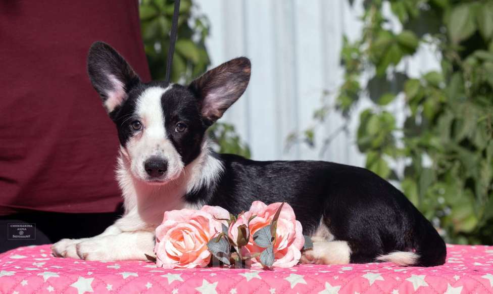 Собаки в Москве: Вельш корги щенок Мальчик, 40 000 руб. - фото 5
