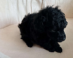 Собаки в Москве: Той пудель Мальчик, Бесплатно - фото 3
