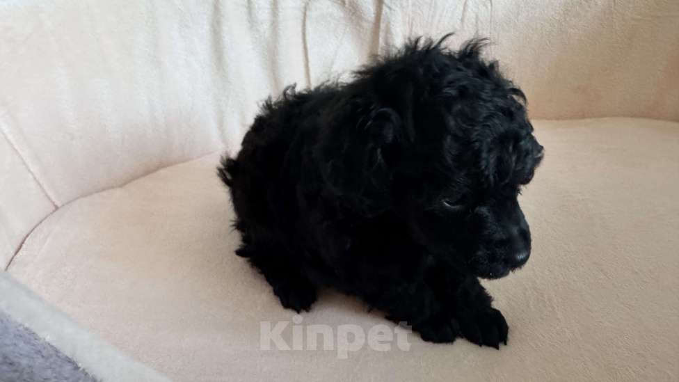 Собаки в Москве: Той пудель Мальчик, Бесплатно - фото 3