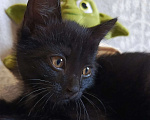 Кошки в Кемерово: Отдам очаровательного котёнка в добрые руки Девочка, Бесплатно - фото 5