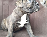 Собаки в других городах Краснодарского края: Тигровый Мальчик, 25 000 руб. - фото 4