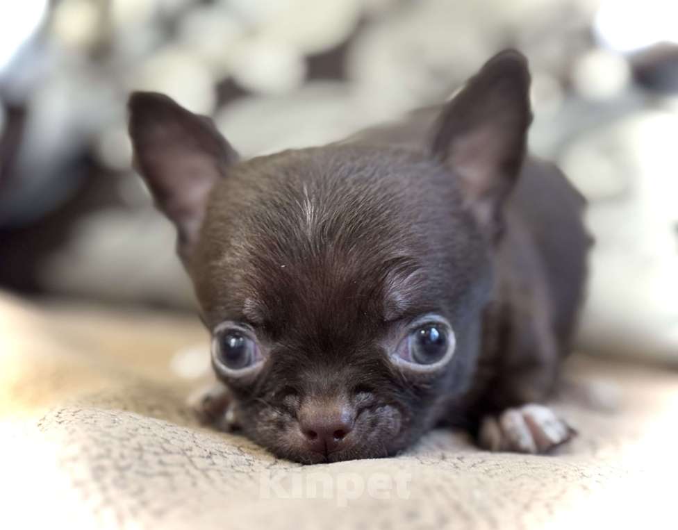 Собаки в Балашихе: Классный мальчишка чихуахуа  Мальчик, 30 000 руб. - фото 3