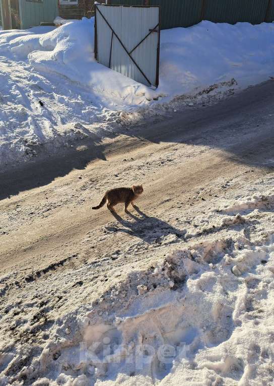 Кошки в Горном-Алтайске: Кошка ищет дом Девочка, Бесплатно - фото 3