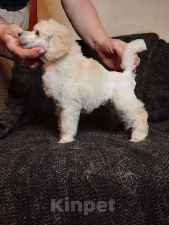 Собаки в Санкт-Петербурге: Пудель средний Девочка, 90 000 руб. - фото 3