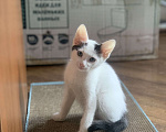 Кошки в Москве: Белый котик с двумя пятнами на головке Мальчик, Бесплатно - фото 1