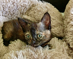 Кошки в Санкт-Петербурге: котенок Девочка, Бесплатно - фото 4
