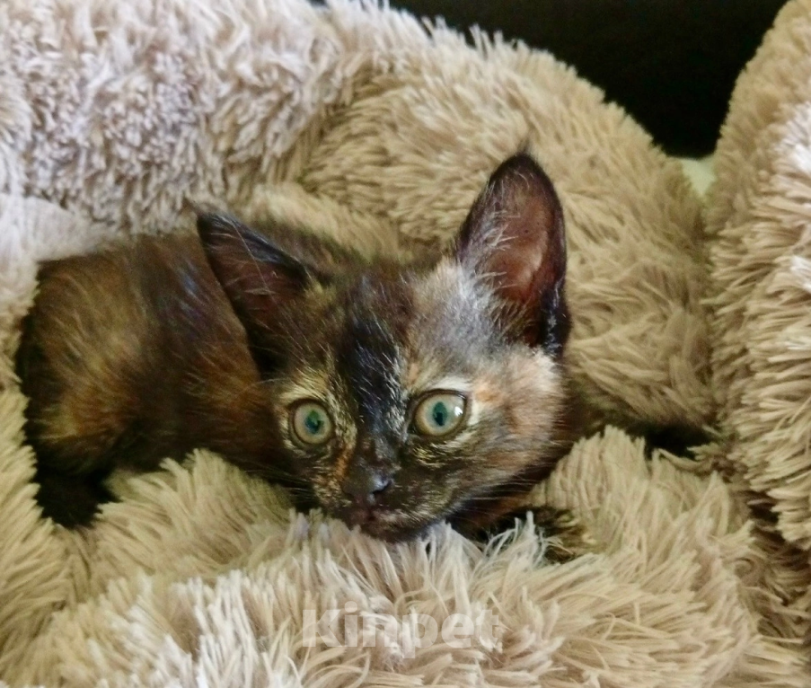 Кошки в Санкт-Петербурге: котенок Девочка, Бесплатно - фото 4