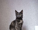 Кошки в Краснодаре: котята Мейн-Кун Девочка, Бесплатно - фото 2