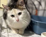 Кошки в Санкт-Петербурге: Кошка ищет дом Девочка, Бесплатно - фото 1