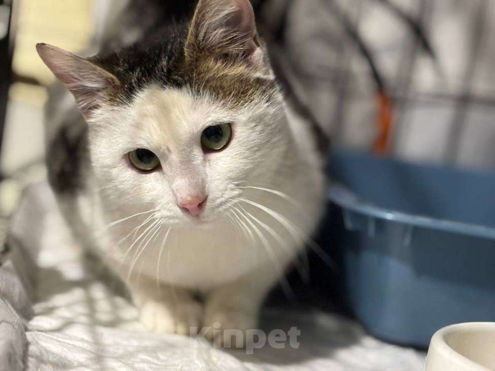 Кошки в Санкт-Петербурге: Кошка ищет дом Девочка, Бесплатно - фото 1