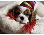 Собаки в Саратове:  Кавалер Кинг Чарльз Спаниель Девочка Девочка, Бесплатно - фото 2