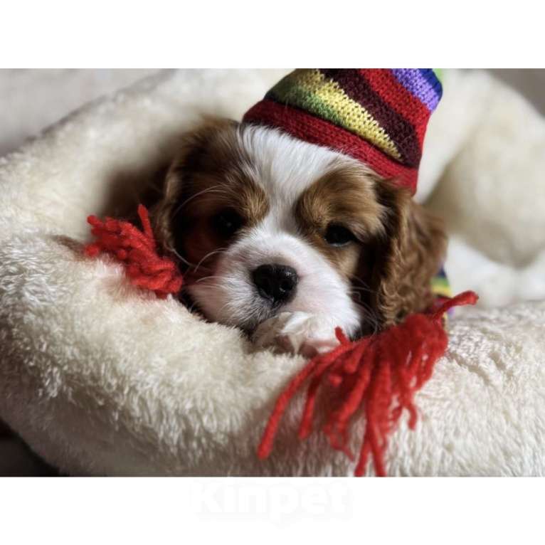 Собаки в Саратове:  Кавалер Кинг Чарльз Спаниель Девочка Девочка, Бесплатно - фото 2