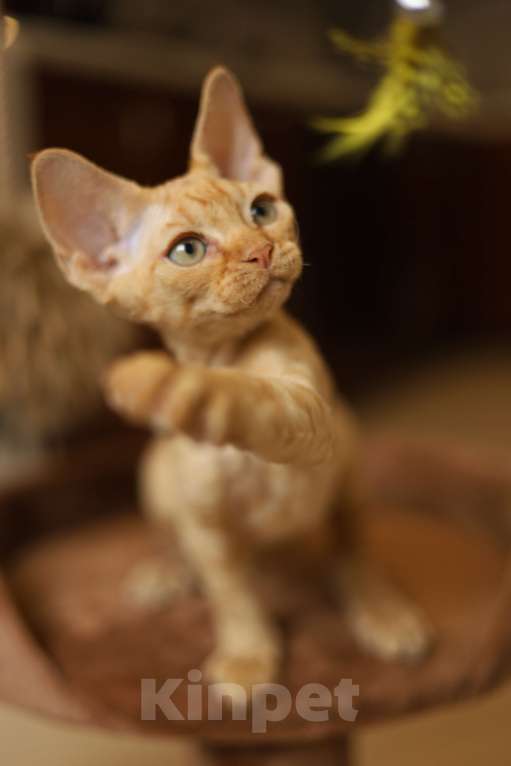 Кошки в Москве: Котята девон-рекс Мальчик, 60 000 руб. - фото 9