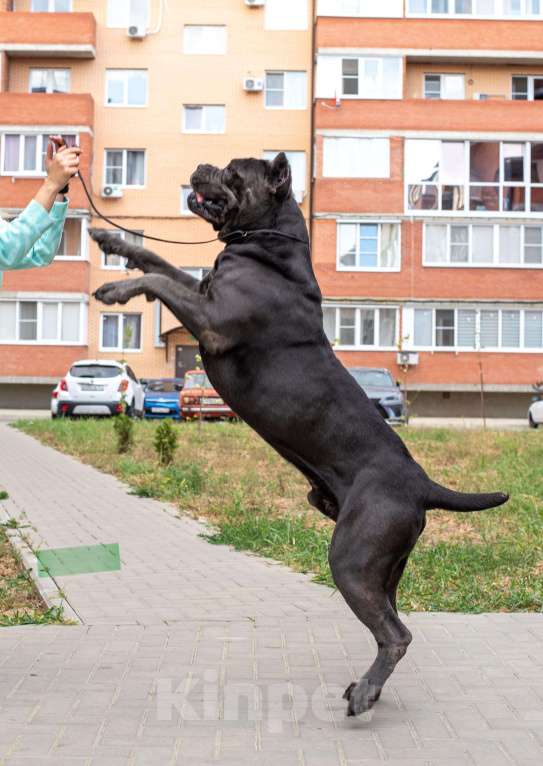 Собаки в Славянске-На-Кубани: Доступен к вязке Мальчик, 50 000 руб. - фото 4