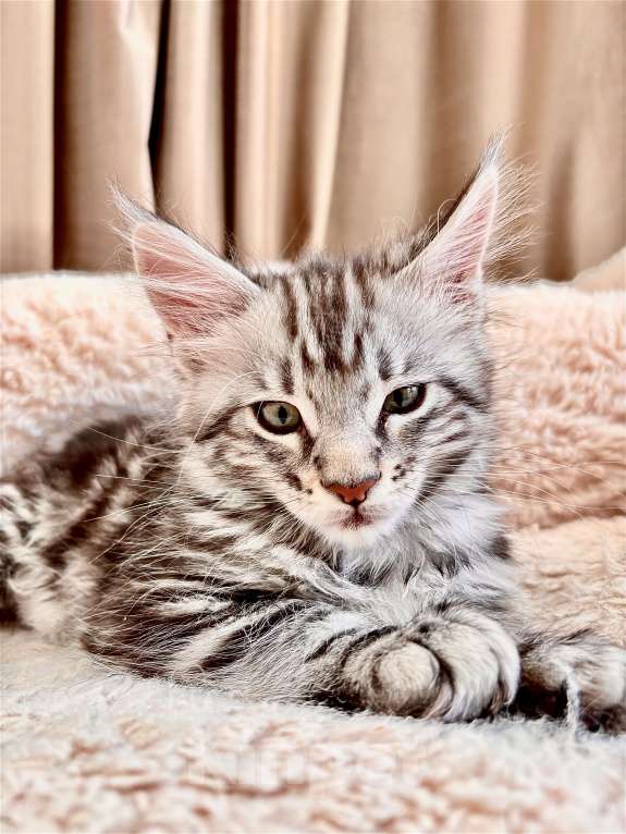 Кошки в Калининграде: Чистокровный котенок Мэйкун / ns22 Мальчик, 45 000 руб. - фото 7