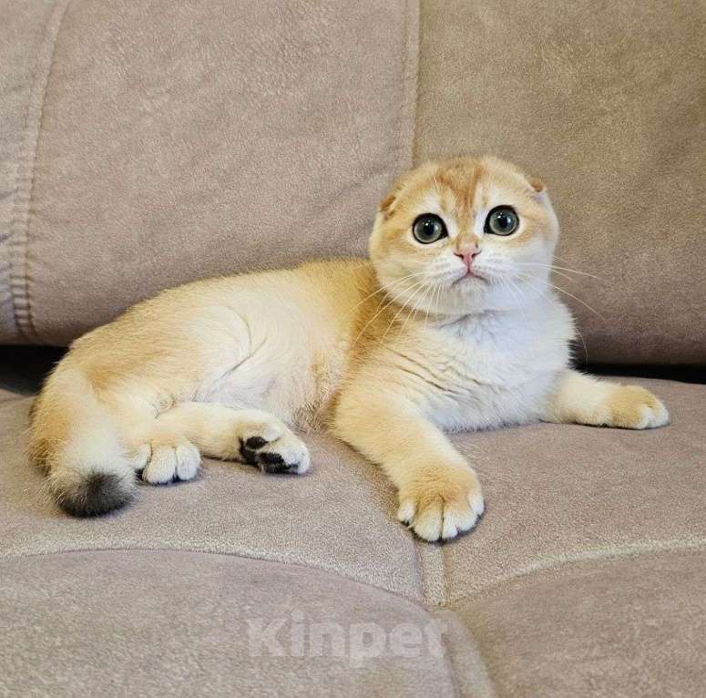 Кошки в Москве: Шотландский вислоухий котёнок девочка Девочка, Бесплатно - фото 4