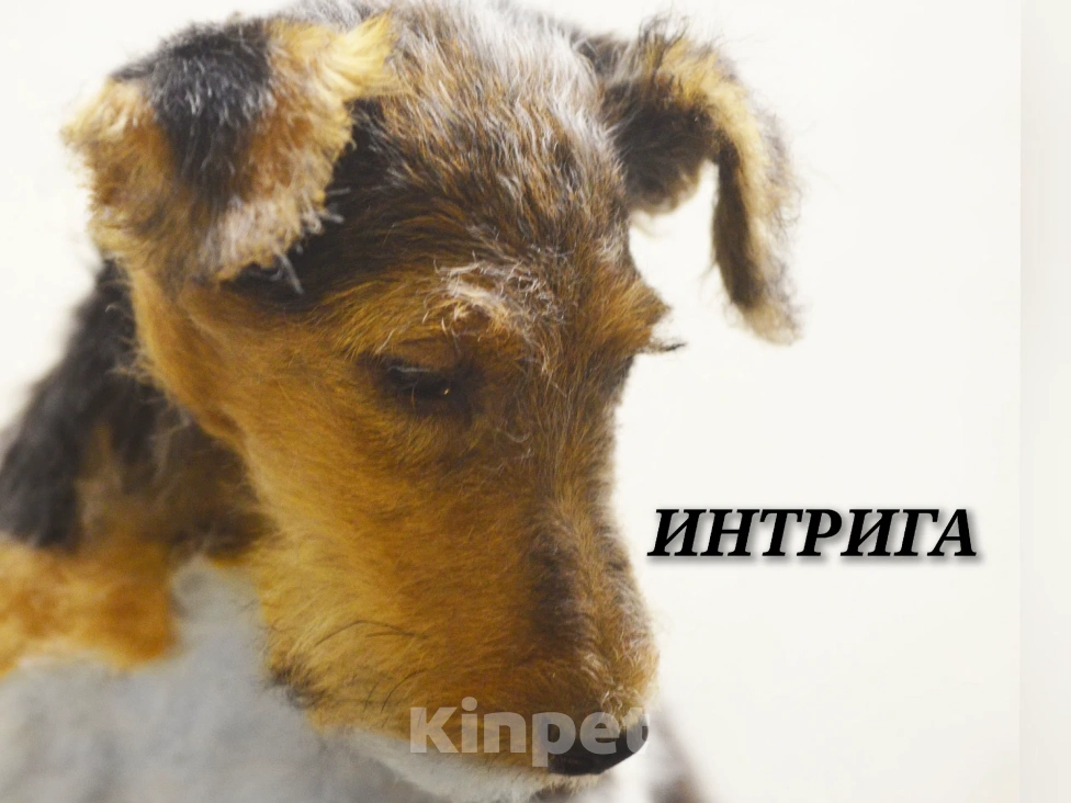 Собаки в Севастополе: Щенок жесткошерстного фокстерьера Девочка, 70 000 руб. - фото 1