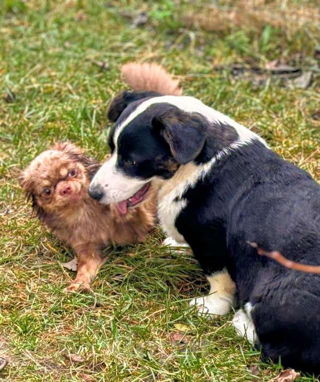 Собаки в Москве: Эдж корги  Мальчик, 25 000 руб. - фото 2