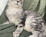 Кошки в Курске: Котёнок Мейн-кун Grand Мальчик, 25 000 руб. - фото 2