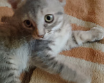 Кошки в Воронеже: Кошечка Девочка, Бесплатно - фото 5