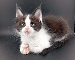 Кошки в Санкт-Петербурге: Чистокровные котята(полидакт) .  Девочка, 20 000 руб. - фото 6