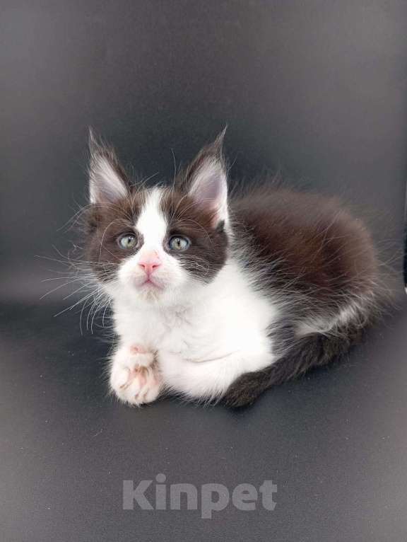 Кошки в Санкт-Петербурге: Чистокровные котята(полидакт) .  Девочка, 20 000 руб. - фото 6