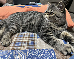 Кошки в Новосибирске: Экзотическая короткошерстная, котенок, кот Мальчик, Бесплатно - фото 2