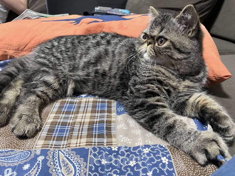 Кошки в Новосибирске: Экзотическая короткошерстная, котенок, кот Мальчик, Бесплатно - фото 2