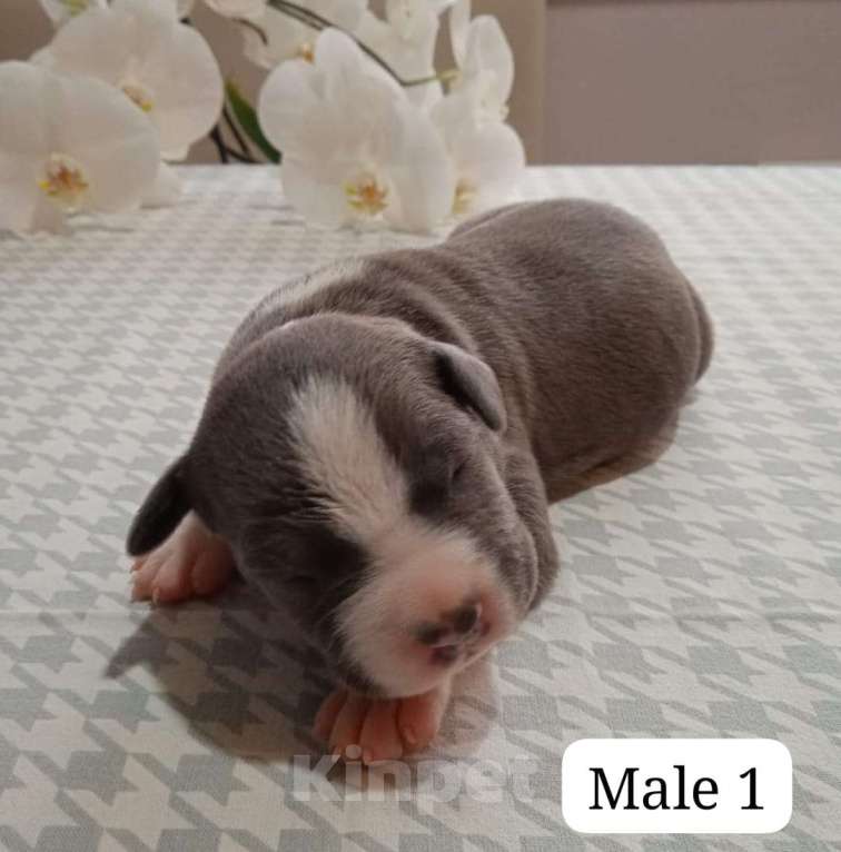 Собаки в Краснодаре: Щенки амстаффа документы РКФ Мальчик, 50 000 руб. - фото 5