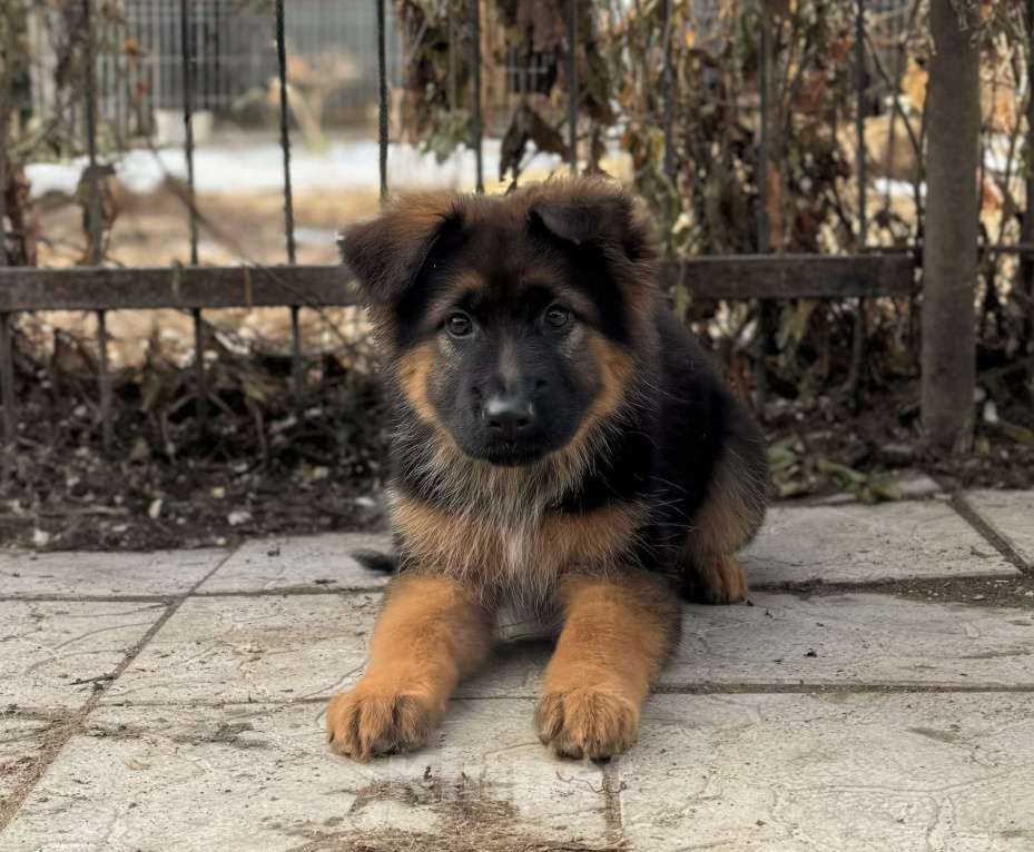 Собаки в Богдане: Щенки немецкой овчарки Мальчик, 50 000 руб. - фото 2