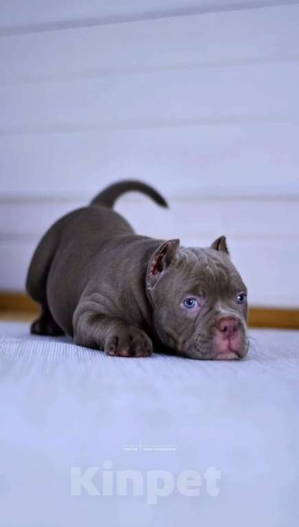 Собаки в Балашихе: Щенок американского булли Девочка, Бесплатно - фото 1