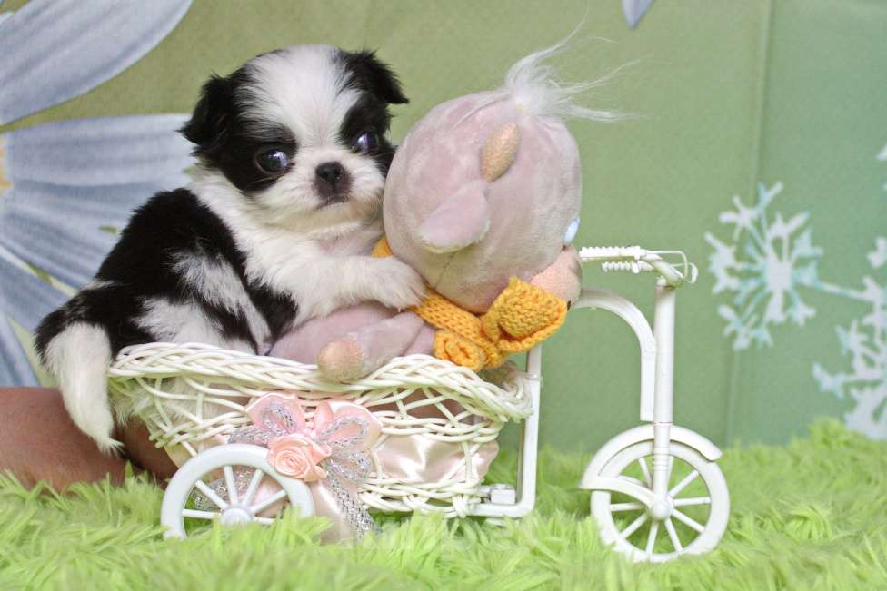 Собаки в Москве: щенки девочки японского хина с документами РКФ Девочка, 35 000 руб. - фото 3