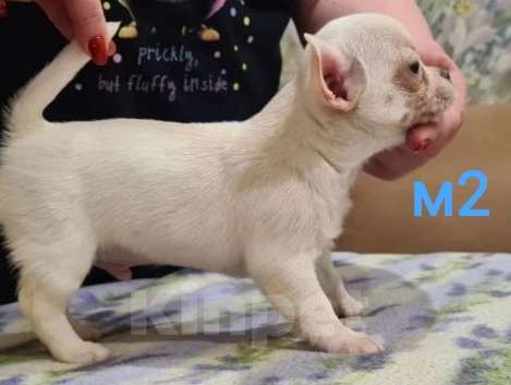 Собаки в Липецке: Щенки чихуахуа Разнополые, 30 000 руб. - фото 9