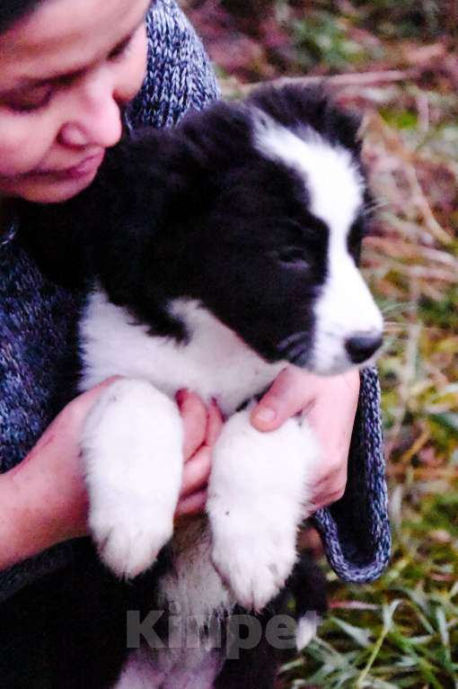 Собаки в Лосином-Петровском: Малышка метис спаниеля и лайки из ппбж Якутска Девочка, Бесплатно - фото 7