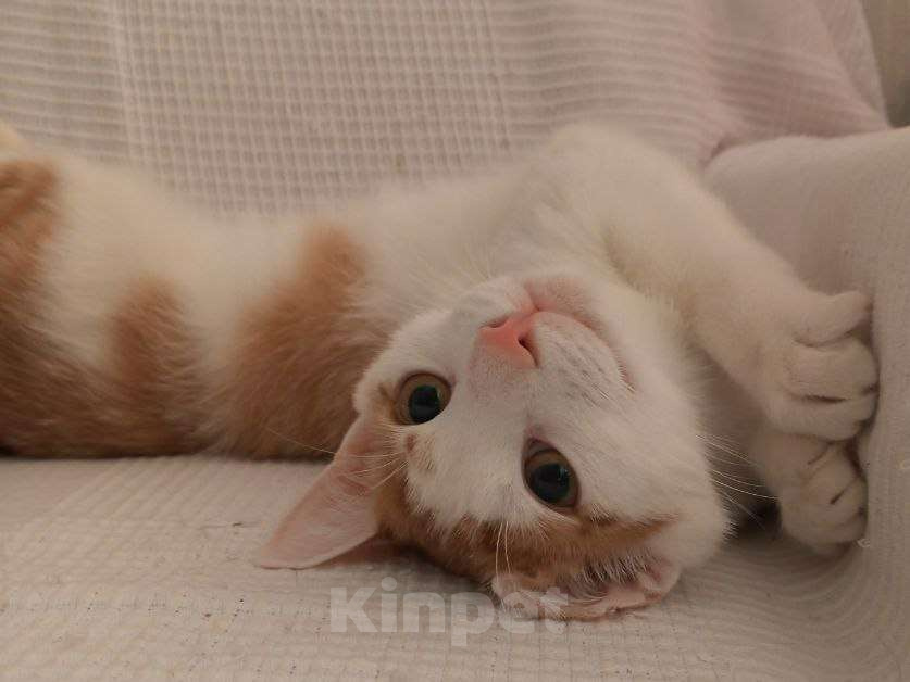 Кошки в Санкт-Петербурге: Ласковый Яша в добрые руки Мальчик, Бесплатно - фото 1