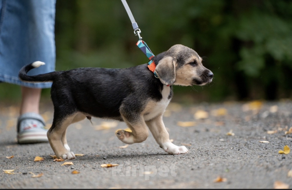 Собаки в Москве: 🐶 Рокки в поисках своих МамПап! 🐶 Мальчик, Бесплатно - фото 8