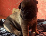 Собаки в Сызрани: Щенки французского бульдога  Мальчик, 30 000 руб. - фото 1