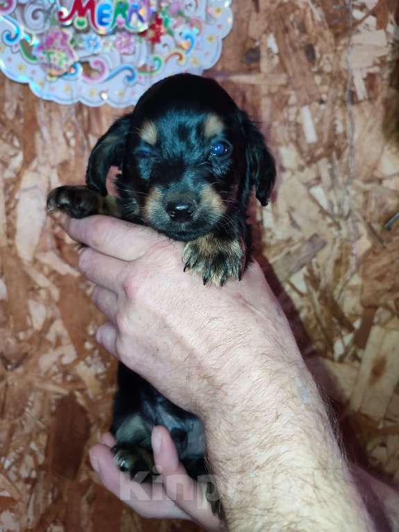 Собаки в других городах Рязанской области: Щенки дорки Мальчик, 3 000 руб. - фото 3