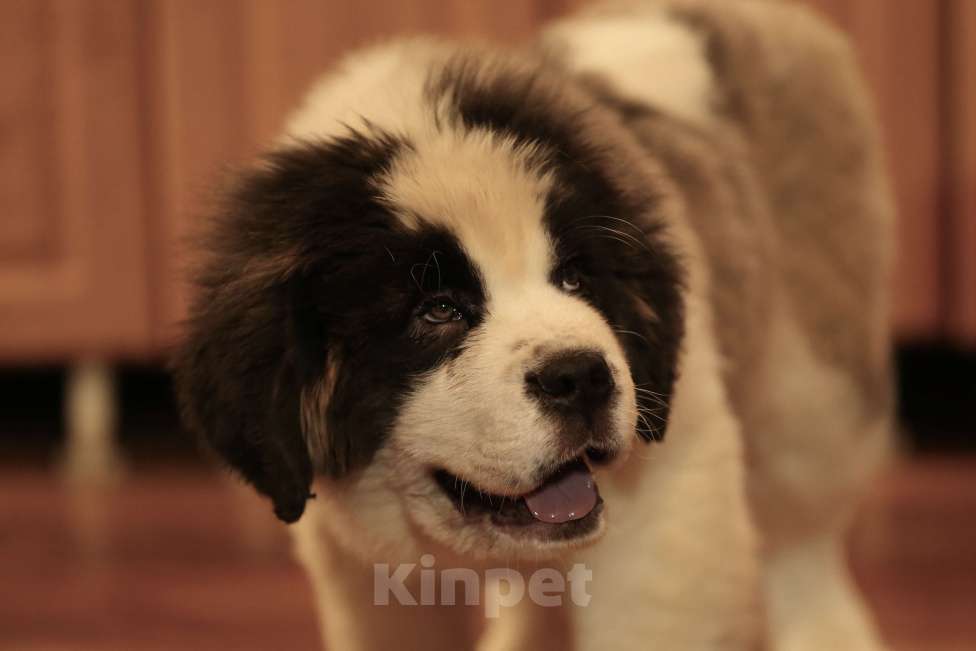 Собаки в Костроме: Щенки сенбернара, великан, друг, силач, сторож Разнополые, Бесплатно - фото 10