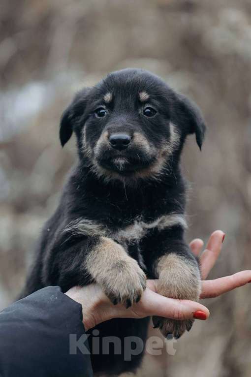 Собаки в Москве: Забава и Софико  Девочка, Бесплатно - фото 7