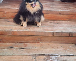 Собаки в Москве: Черно подпалая девочка померанского шпица племенной питомник Девочка, 10 000 руб. - фото 1