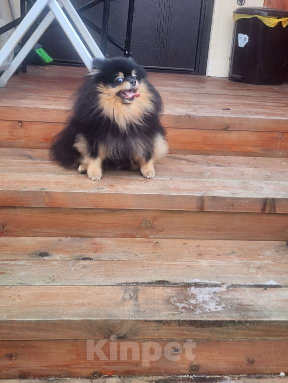 Собаки в Москве: Черно подпалая девочка померанского шпица племенной питомник Девочка, 10 000 руб. - фото 1