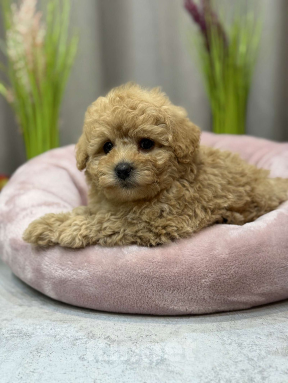 Собаки в Москве: Teddy Мальчик, Бесплатно - фото 5