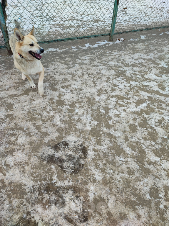 Собаки в Москве: Белый Мальчик, Бесплатно - фото 2