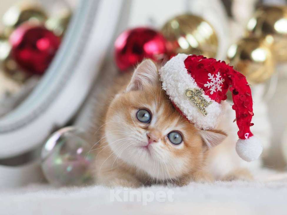 Кошки в Москве: Британская девочка Фианита Девочка, 150 000 руб. - фото 9