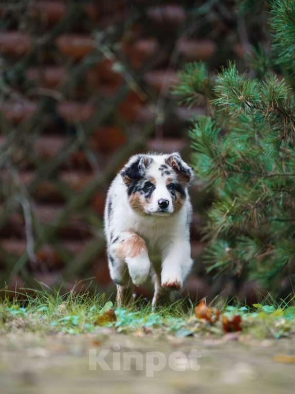 Собаки в Звенигороде: Австралийская овчарка (аусси) Мальчик, 90 000 руб. - фото 2