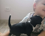 Собаки в Краснодаре: отдам щенка мальчика в любящие руки Мальчик, 1 руб. - фото 2